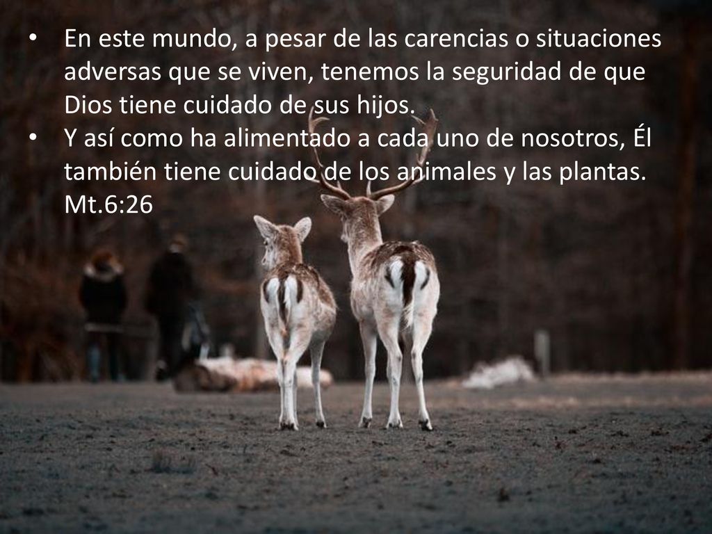 En este mundo, a pesar de las carencias o situaciones adversas que se viven, tenemos la seguridad de que Dios tiene cuidado de sus hijos.