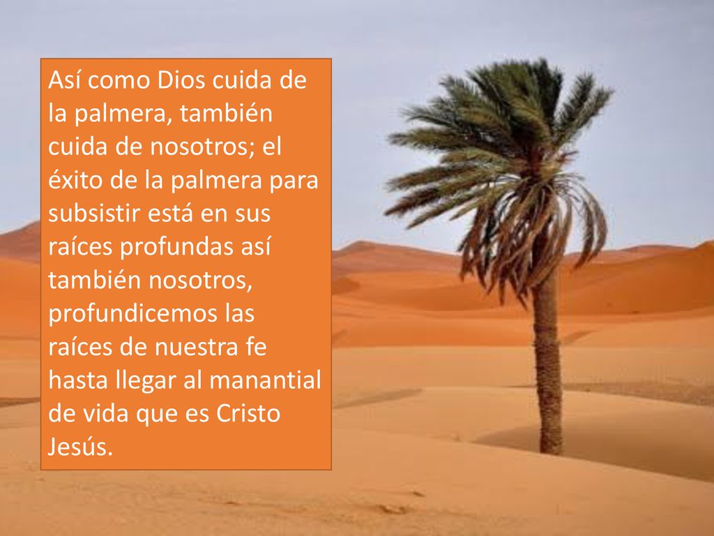 Así como Dios cuida de la palmera, también cuida de nosotros; el éxito de la palmera para subsistir está en sus raíces profundas así también nosotros, profundicemos las raíces de nuestra fe hasta llegar al manantial de vida que es Cristo Jesús.