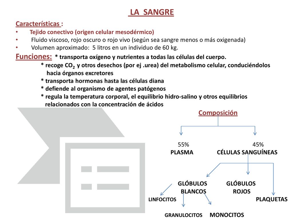 LA SANGRE Características : Tejido conectivo (origen celular mesodérmico)