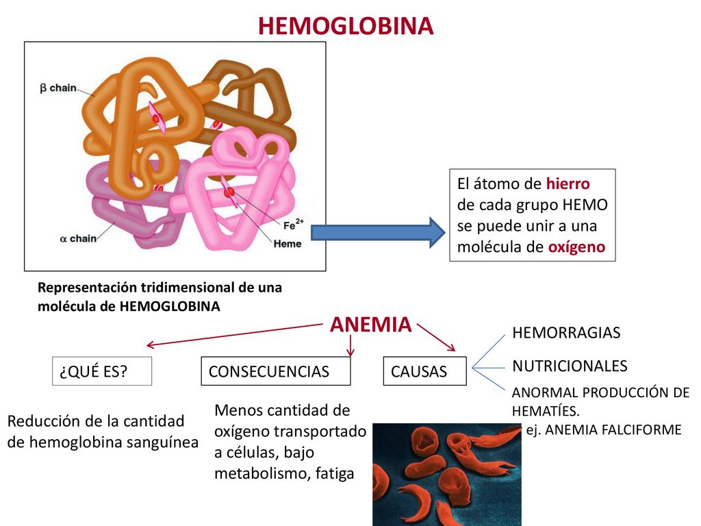 HEMOGLOBINA El átomo de hierro de cada grupo HEMO se puede unir a una molécula de oxígeno.