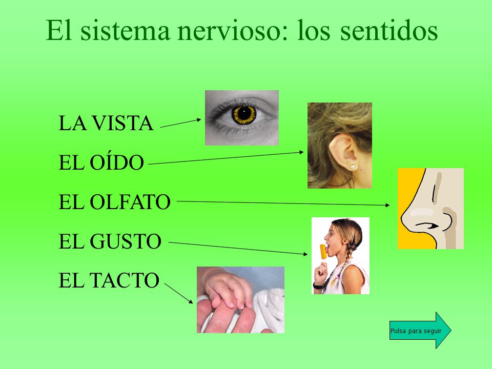 El sistema nervioso: los sentidos