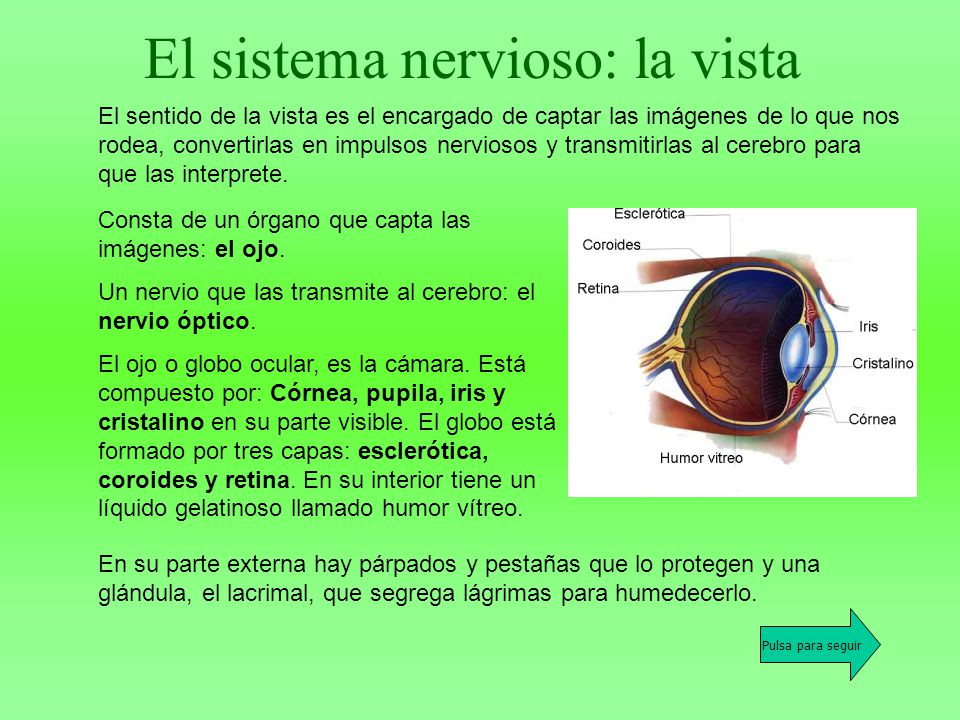 El sistema nervioso: la vista