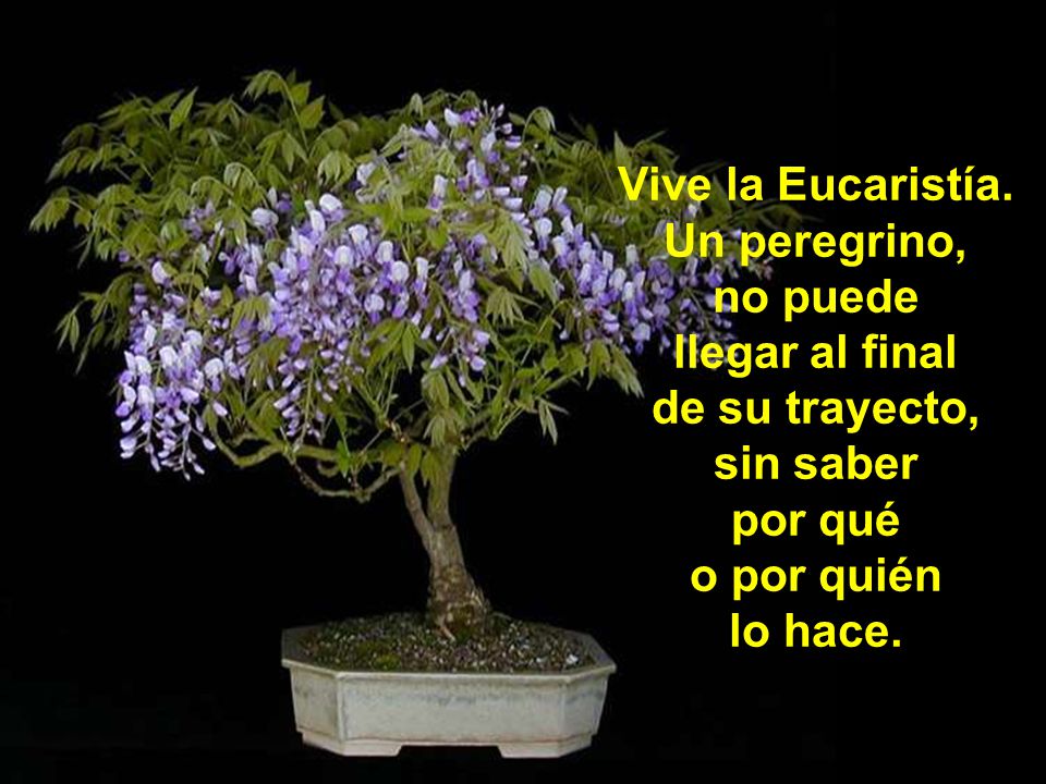 Vive la Eucaristía. Un peregrino, no puede. llegar al final. de su trayecto, sin saber. por qué.