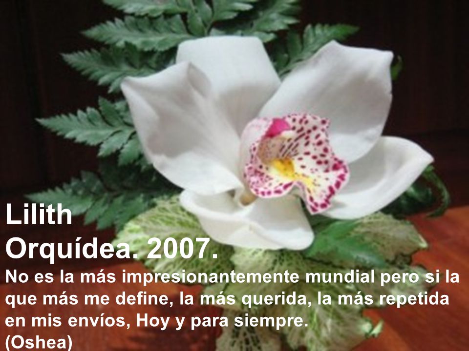 Lilith Orquídea No es la más impresionantemente mundial pero si la. que más me define, la más querida, la más repetida.