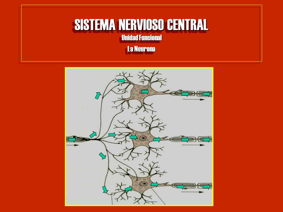 SISTEMA NERVIOSO CENTRAL Unidad Funcional La Neurona