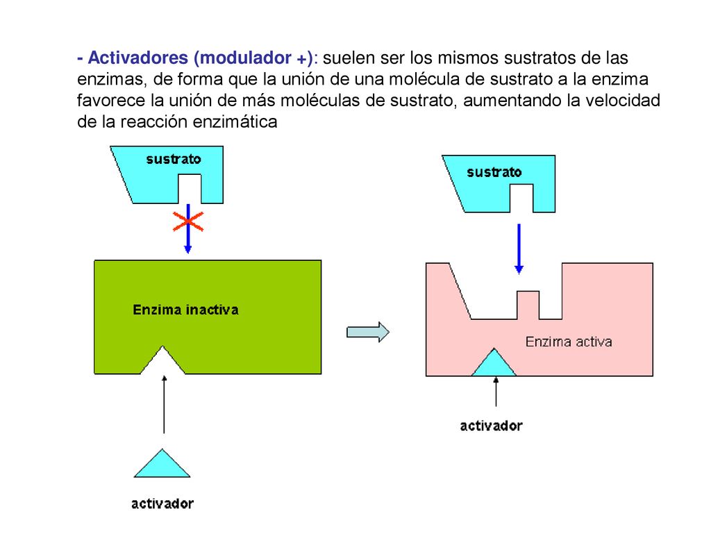 - Activadores (modulador +): suelen ser los mismos sustratos de las enzimas, de forma que la unión de una molécula de sustrato a la enzima favorece la unión de más moléculas de sustrato, aumentando la velocidad de la reacción enzimática