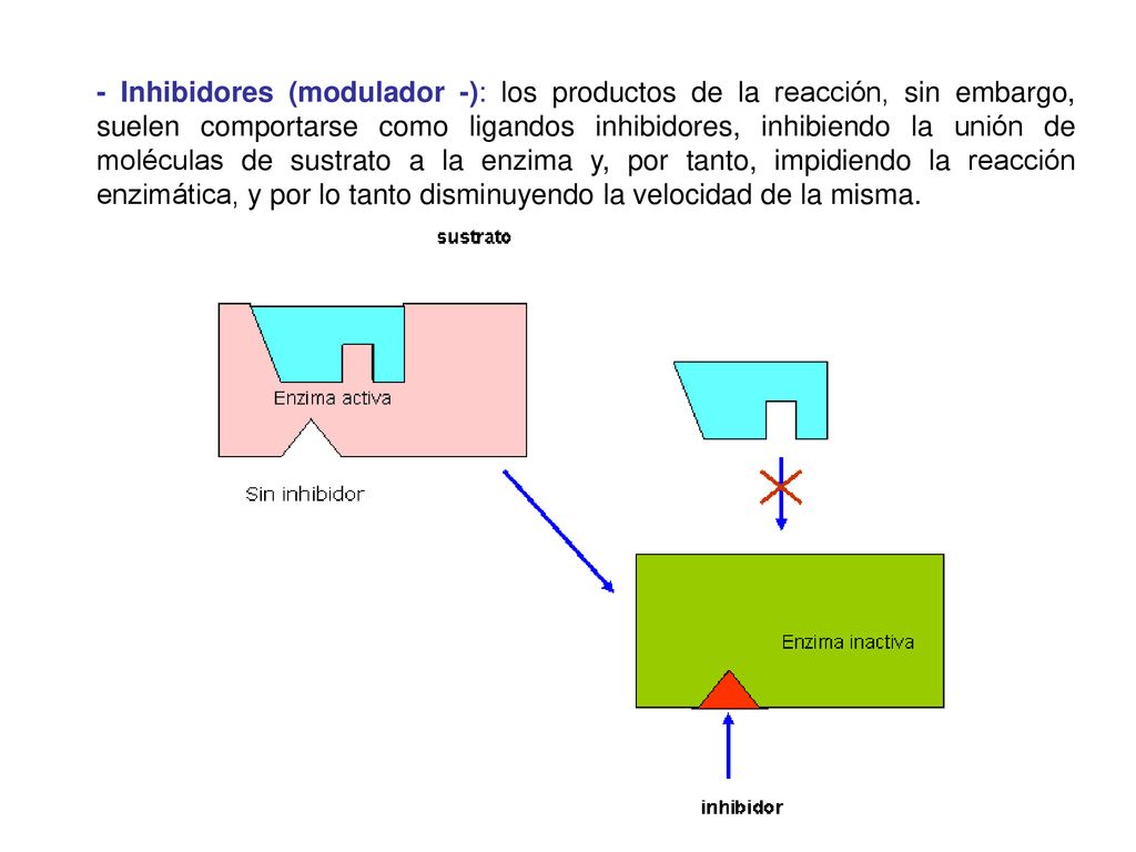 - Inhibidores (modulador -): los productos de la reacción, sin embargo, suelen comportarse como ligandos inhibidores, inhibiendo la unión de moléculas de sustrato a la enzima y, por tanto, impidiendo la reacción enzimática, y por lo tanto disminuyendo la velocidad de la misma.