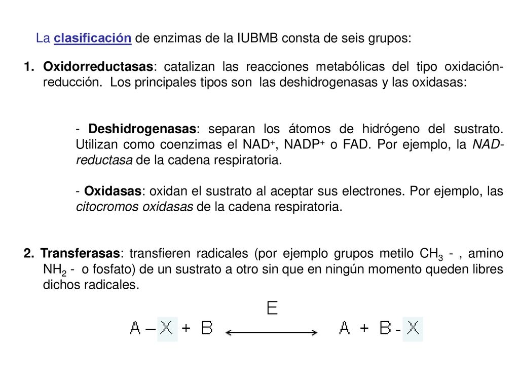 La clasificación de enzimas de la IUBMB consta de seis grupos: