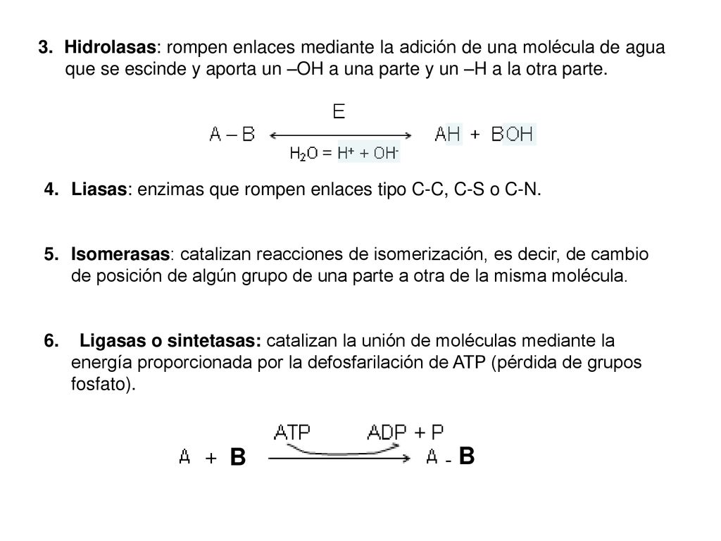 3. Hidrolasas: rompen enlaces mediante la adición de una molécula de agua que se escinde y aporta un –OH a una parte y un –H a la otra parte.