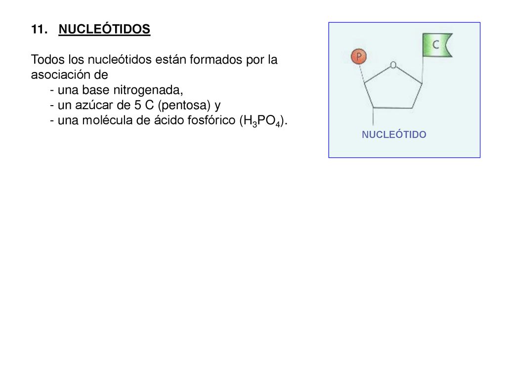 Todos los nucleótidos están formados por la asociación de
