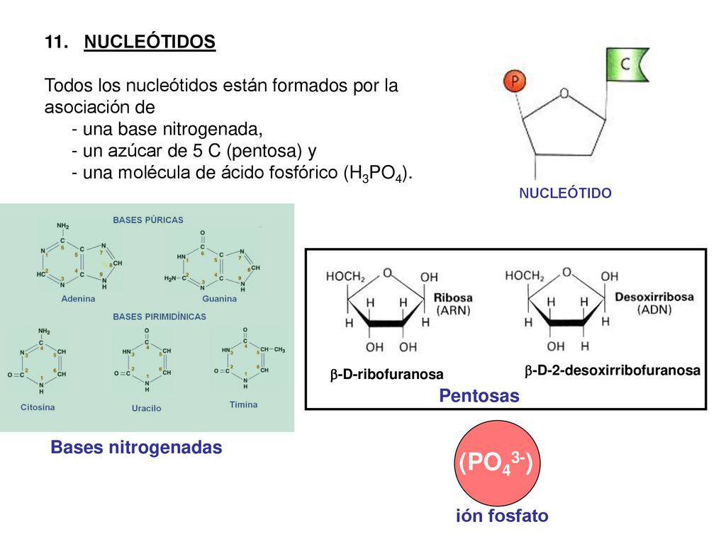 (PO43-) 11. NUCLEÓTIDOS Todos los nucleótidos están formados por la