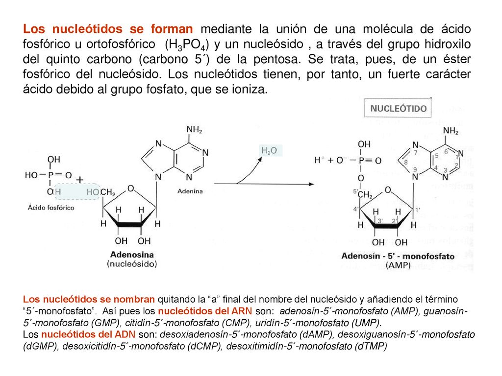 Los nucleótidos se forman mediante la unión de una molécula de ácido fosfórico u ortofosfórico (H3PO4) y un nucleósido , a través del grupo hidroxilo del quinto carbono (carbono 5´) de la pentosa. Se trata, pues, de un éster fosfórico del nucleósido. Los nucleótidos tienen, por tanto, un fuerte carácter ácido debido al grupo fosfato, que se ioniza.