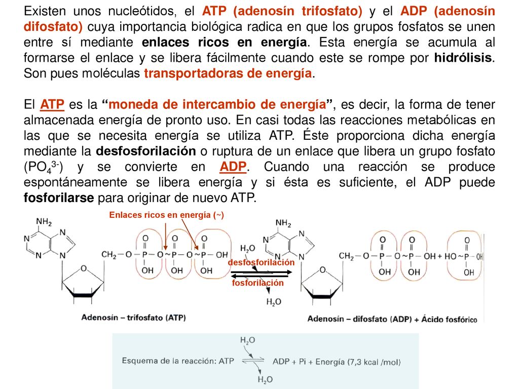 Existen unos nucleótidos, el ATP (adenosín trifosfato) y el ADP (adenosín difosfato) cuya importancia biológica radica en que los grupos fosfatos se unen entre sí mediante enlaces ricos en energía. Esta energía se acumula al formarse el enlace y se libera fácilmente cuando este se rompe por hidrólisis. Son pues moléculas transportadoras de energía.