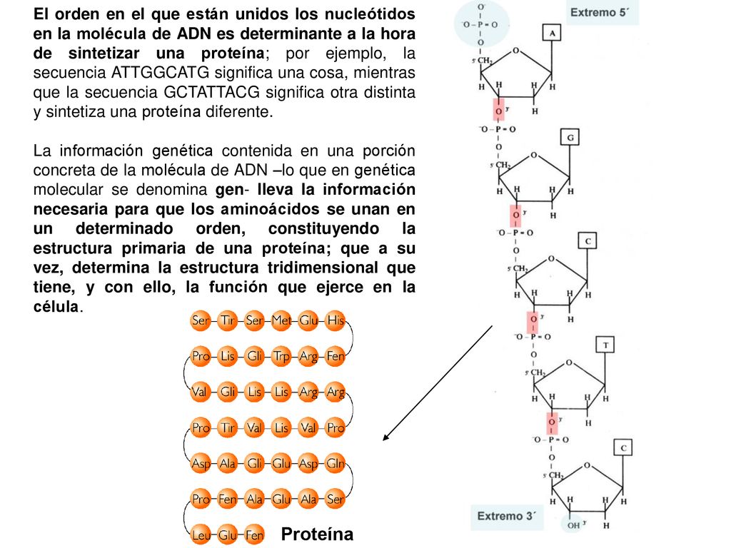 El orden en el que están unidos los nucleótidos en la molécula de ADN es determinante a la hora de sintetizar una proteína; por ejemplo, la secuencia ATTGGCATG significa una cosa, mientras que la secuencia GCTATTACG significa otra distinta y sintetiza una proteína diferente.