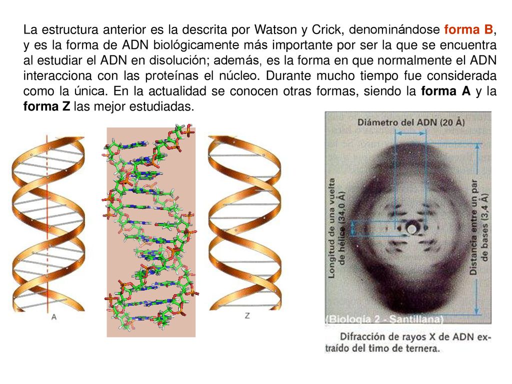 La estructura anterior es la descrita por Watson y Crick, denominándose forma B, y es la forma de ADN biológicamente más importante por ser la que se encuentra al estudiar el ADN en disolución; además, es la forma en que normalmente el ADN interacciona con las proteínas el núcleo.