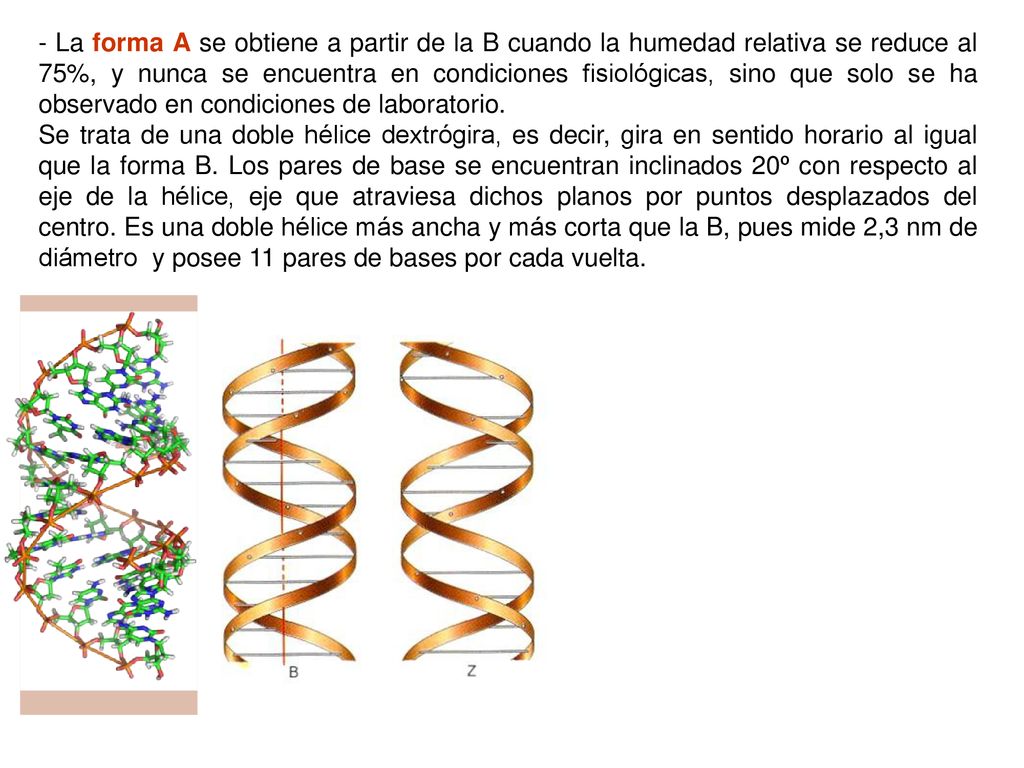 - La forma A se obtiene a partir de la B cuando la humedad relativa se reduce al 75%, y nunca se encuentra en condiciones fisiológicas, sino que solo se ha observado en condiciones de laboratorio.