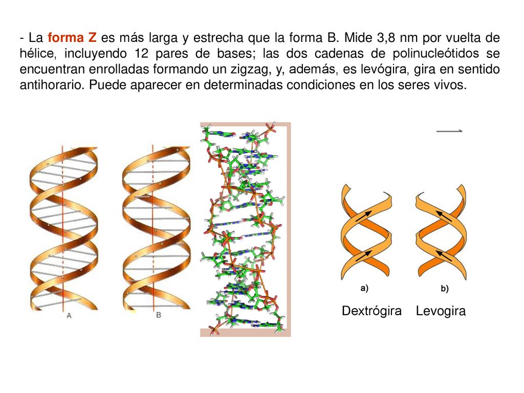 - La forma Z es más larga y estrecha que la forma B