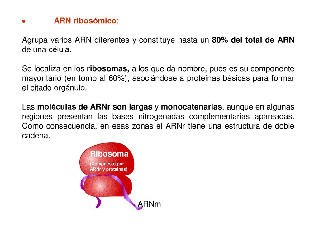  ARN ribosómico: Agrupa varios ARN diferentes y constituye hasta un 80% del total de ARN de una célula.
