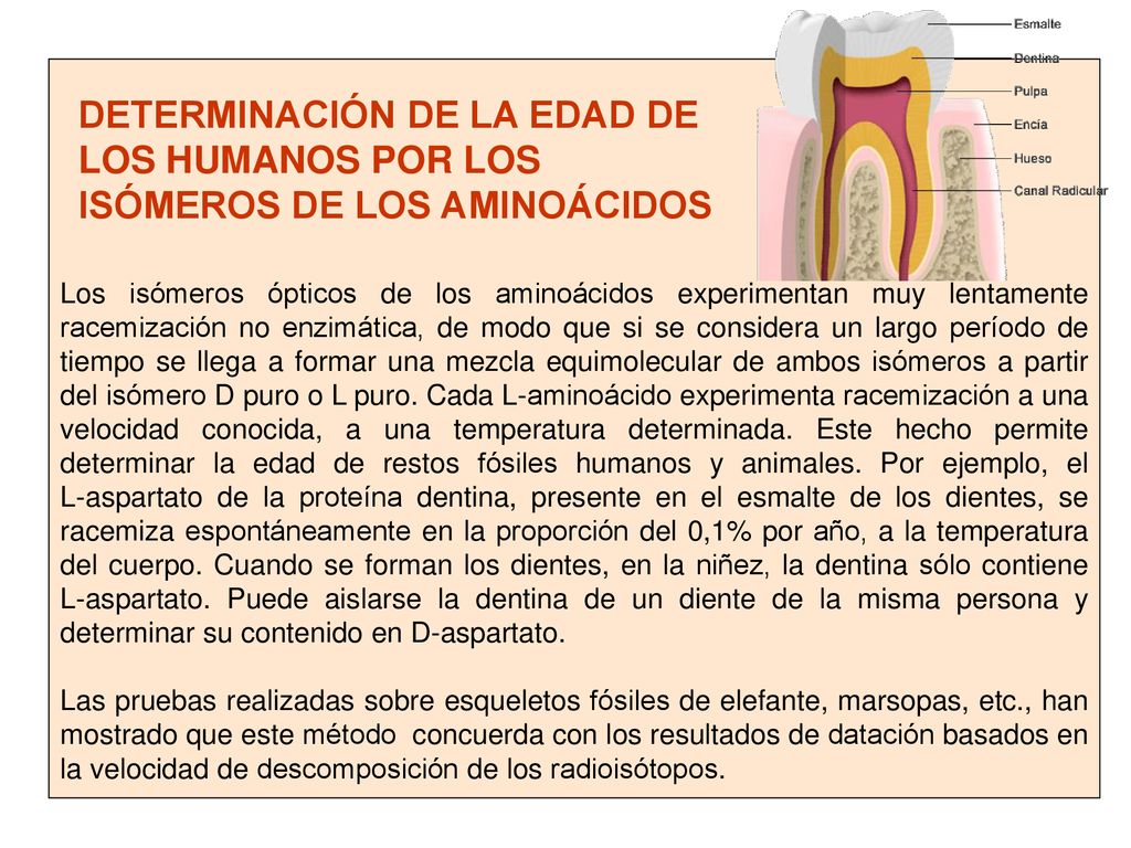 Los isómeros ópticos de los aminoácidos experimentan muy lentamente racemización no enzimática, de modo que si se considera un largo período de tiempo se llega a formar una mezcla equimolecular de ambos isómeros a partir del isómero D puro o L puro. Cada L-aminoácido experimenta racemización a una velocidad conocida, a una temperatura determinada. Este hecho permite determinar la edad de restos fósiles humanos y animales. Por ejemplo, el L-aspartato de la proteína dentina, presente en el esmalte de los dientes, se racemiza espontáneamente en la proporción del 0,1% por año, a la temperatura del cuerpo. Cuando se forman los dientes, en la niñez, la dentina sólo contiene L-aspartato. Puede aislarse la dentina de un diente de la misma persona y determinar su contenido en D-aspartato.