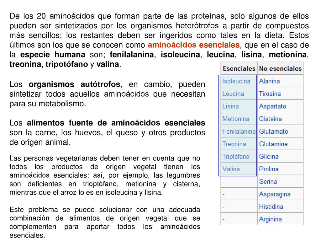 De los 20 aminoácidos que forman parte de las proteínas, solo algunos de ellos pueden ser sintetizados por los organismos heterótrofos a partir de compuestos más sencillos; los restantes deben ser ingeridos como tales en la dieta. Estos últimos son los que se conocen como aminoácidos esenciales, que en el caso de la especie humana son; fenilalanina, isoleucina, leucina, lisina, metionina, treonina, tripotófano y valina.