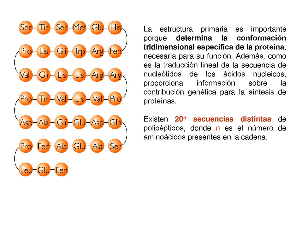 La estructura primaria es importante porque determina la conformación tridimensional específica de la proteína, necesaria para su función. Además, como es la traducción lineal de la secuencia de nucleótidos de los ácidos nucleicos, proporciona información sobre la contribución genética para la síntesis de proteínas.