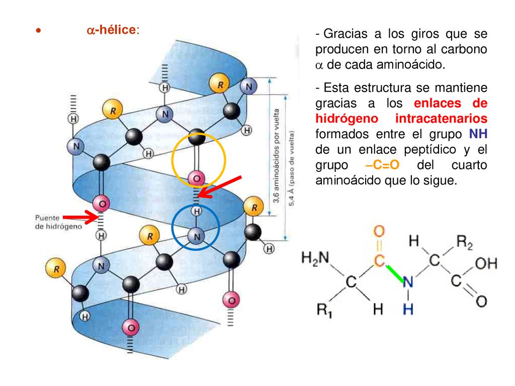  -hélice: Gracias a los giros que se producen en torno al carbono  de cada aminoácido.