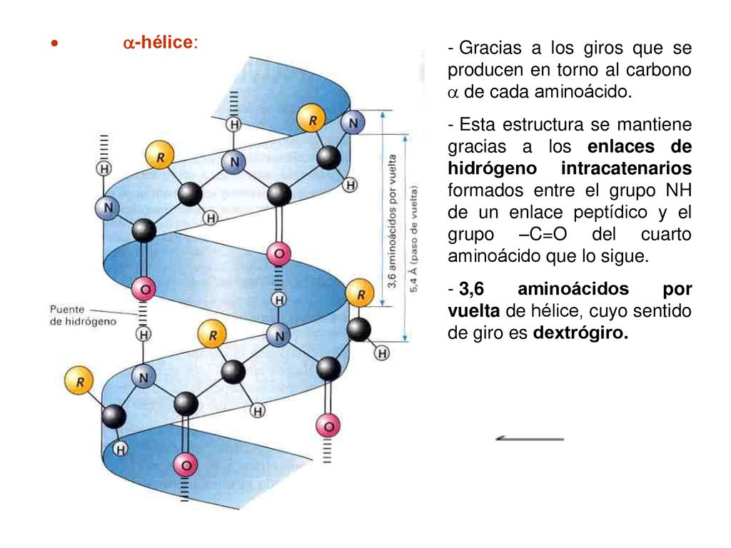  -hélice: Gracias a los giros que se producen en torno al carbono  de cada aminoácido.