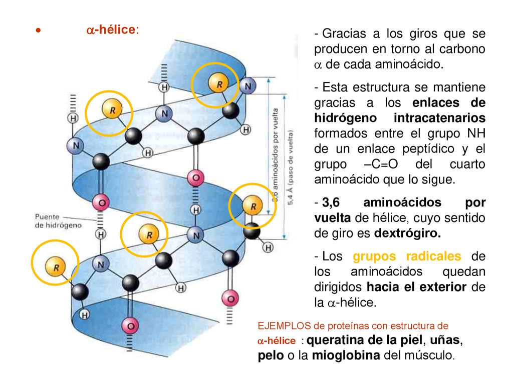  -hélice: Gracias a los giros que se producen en torno al carbono  de cada aminoácido.