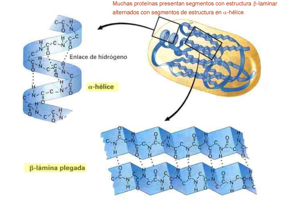 Muchas proteínas presentan segmentos con estructura -laminar alternados con segmentos de estructura en -hélice.
