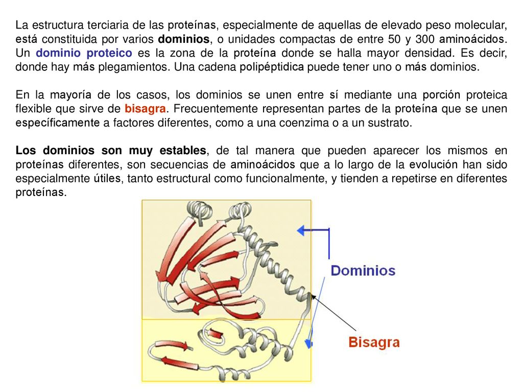 La estructura terciaria de las proteínas, especialmente de aquellas de elevado peso molecular, está constituida por varios dominios, o unidades compactas de entre 50 y 300 aminoácidos. Un dominio proteico es la zona de la proteína donde se halla mayor densidad. Es decir, donde hay más plegamientos. Una cadena polipéptidica puede tener uno o más dominios.