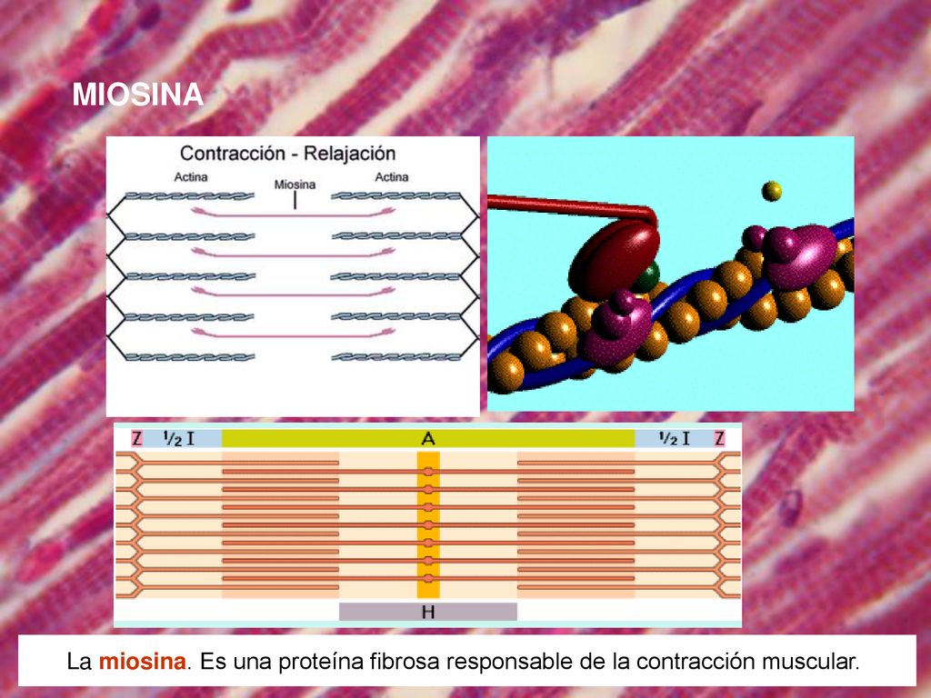 MIOSINA La miosina. Es una proteína fibrosa responsable de la contracción muscular.