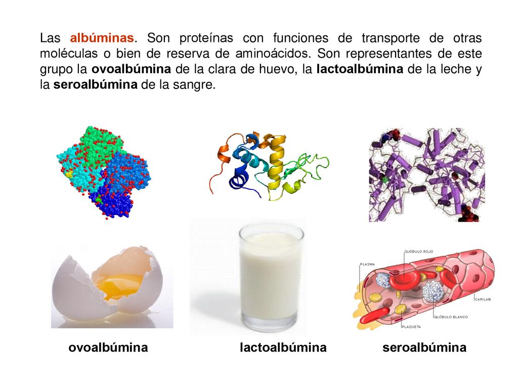 Las albúminas. Son proteínas con funciones de transporte de otras moléculas o bien de reserva de aminoácidos. Son representantes de este grupo la ovoalbúmina de la clara de huevo, la lactoalbúmina de la leche y la seroalbúmina de la sangre.