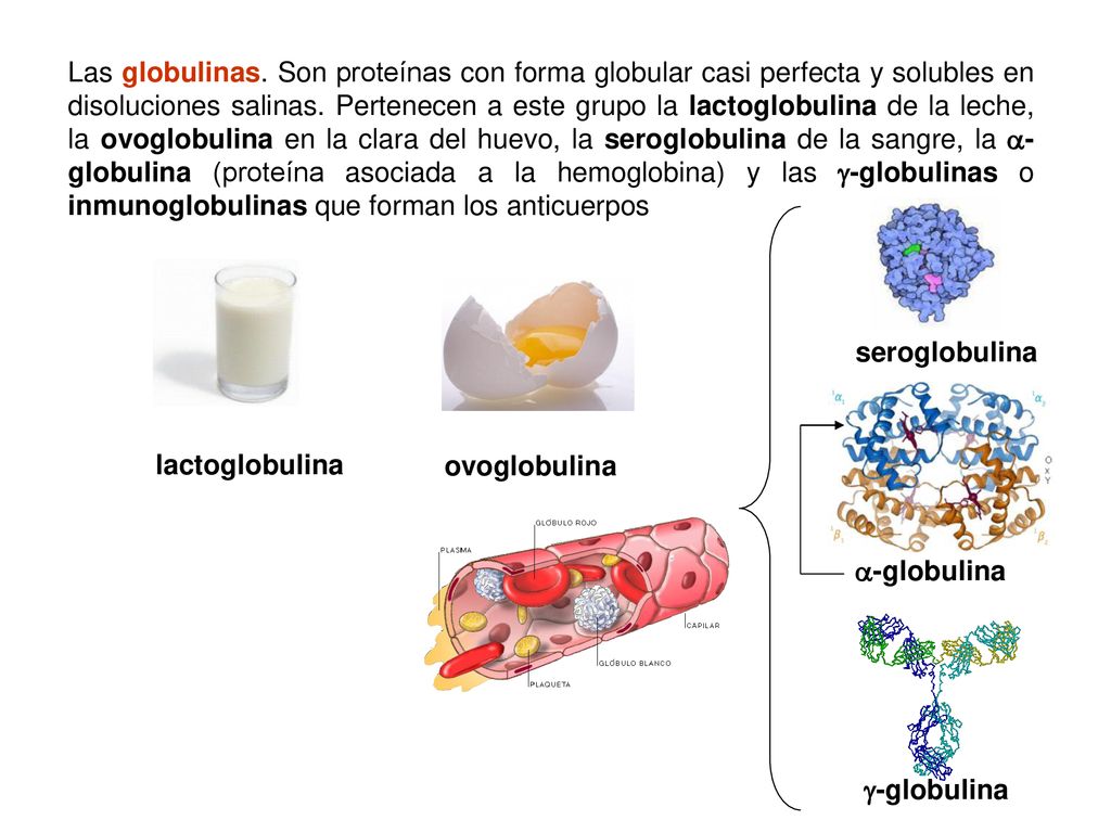 Las globulinas. Son proteínas con forma globular casi perfecta y solubles en disoluciones salinas. Pertenecen a este grupo la lactoglobulina de la leche, la ovoglobulina en la clara del huevo, la seroglobulina de la sangre, la -globulina (proteína asociada a la hemoglobina) y las -globulinas o inmunoglobulinas que forman los anticuerpos