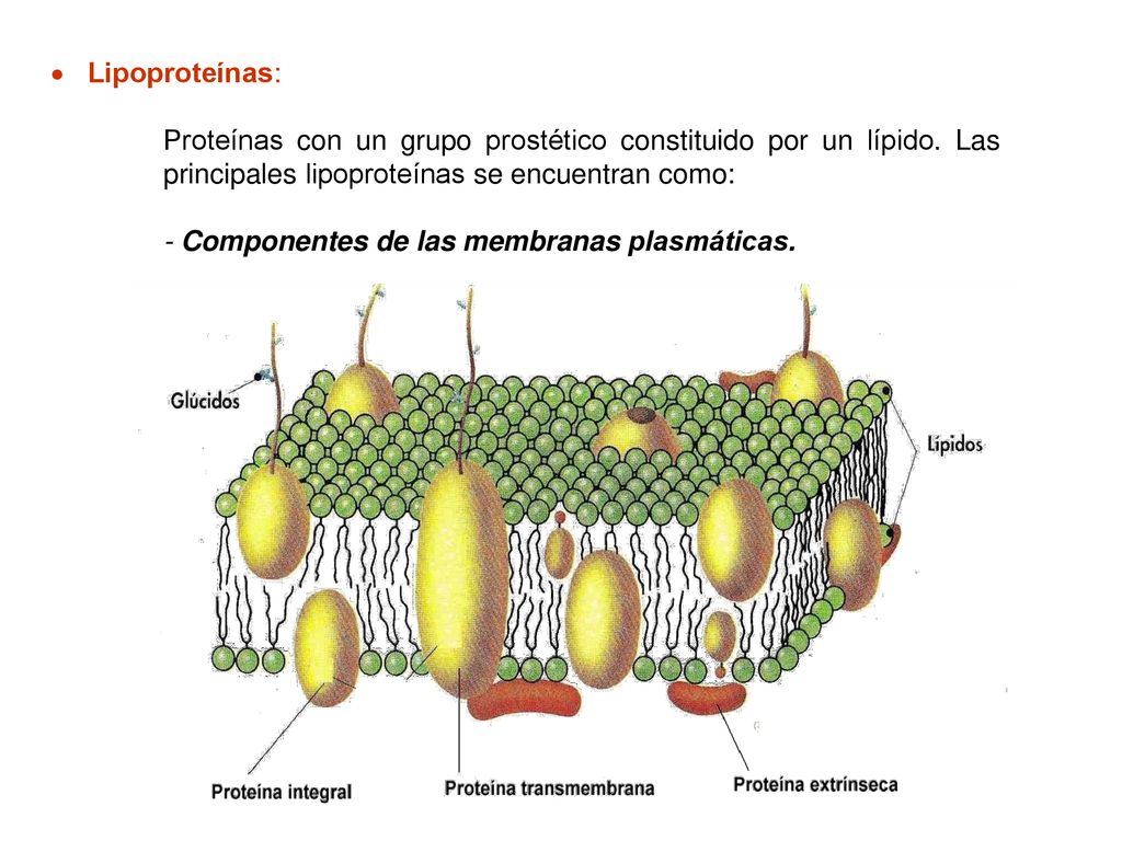 Lipoproteínas: Proteínas con un grupo prostético constituido por un lípido. Las principales lipoproteínas se encuentran como: