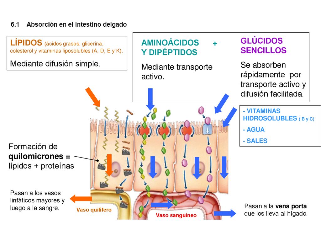 Se absorben rápidamente por transporte activo y difusión facilitada.