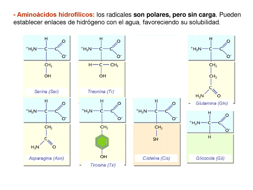 - Aminoácidos hidrofílicos: los radicales son polares, pero sin carga
