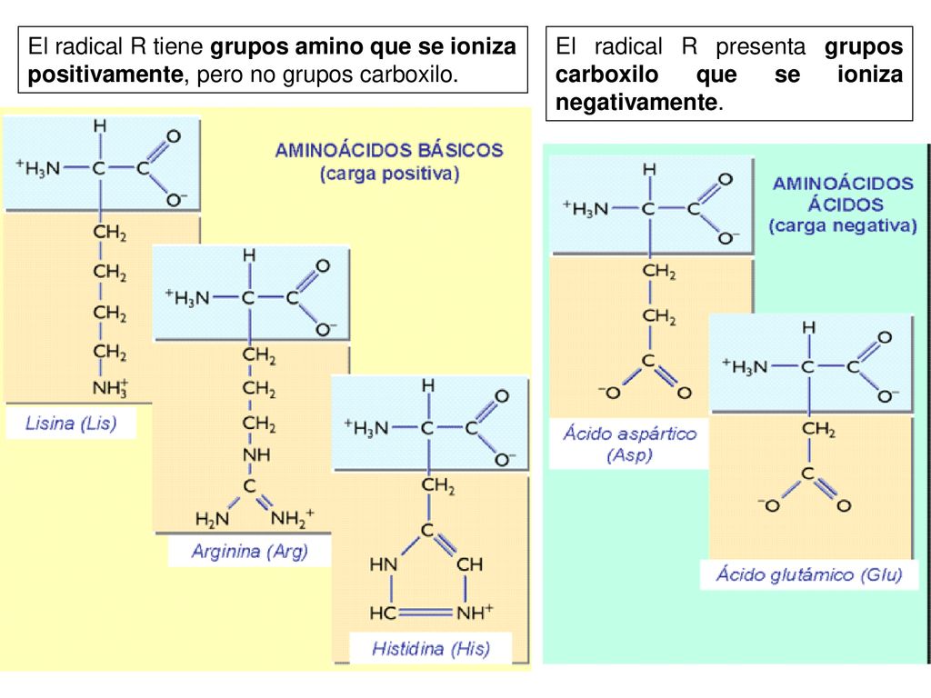 El radical R tiene grupos amino que se ioniza positivamente, pero no grupos carboxilo.