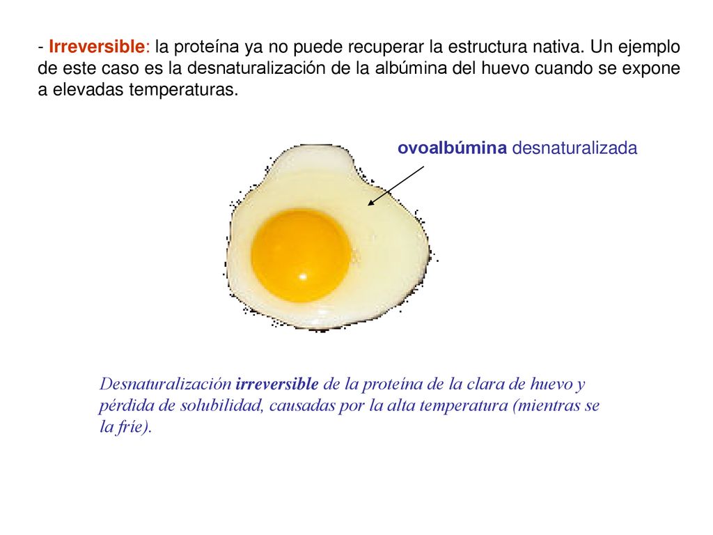 Irreversible: la proteína ya no puede recuperar la estructura nativa
