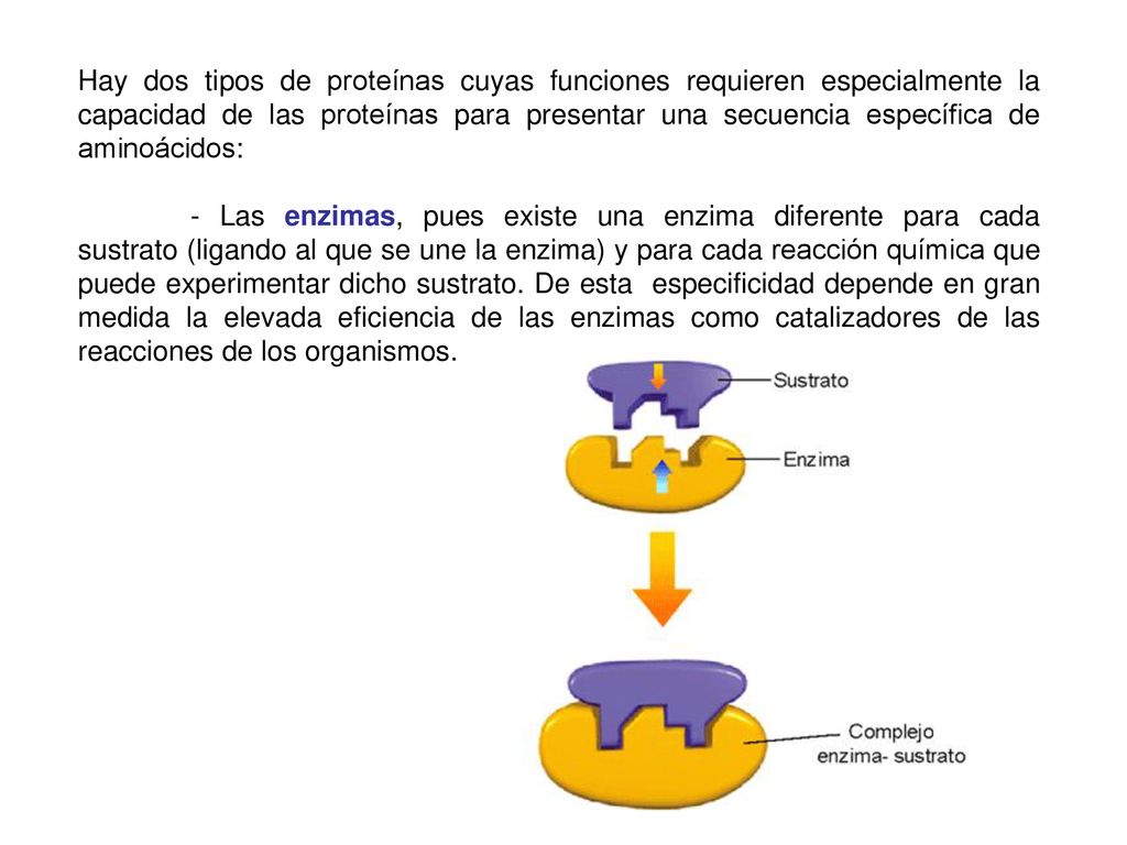 Hay dos tipos de proteínas cuyas funciones requieren especialmente la capacidad de las proteínas para presentar una secuencia específica de aminoácidos: