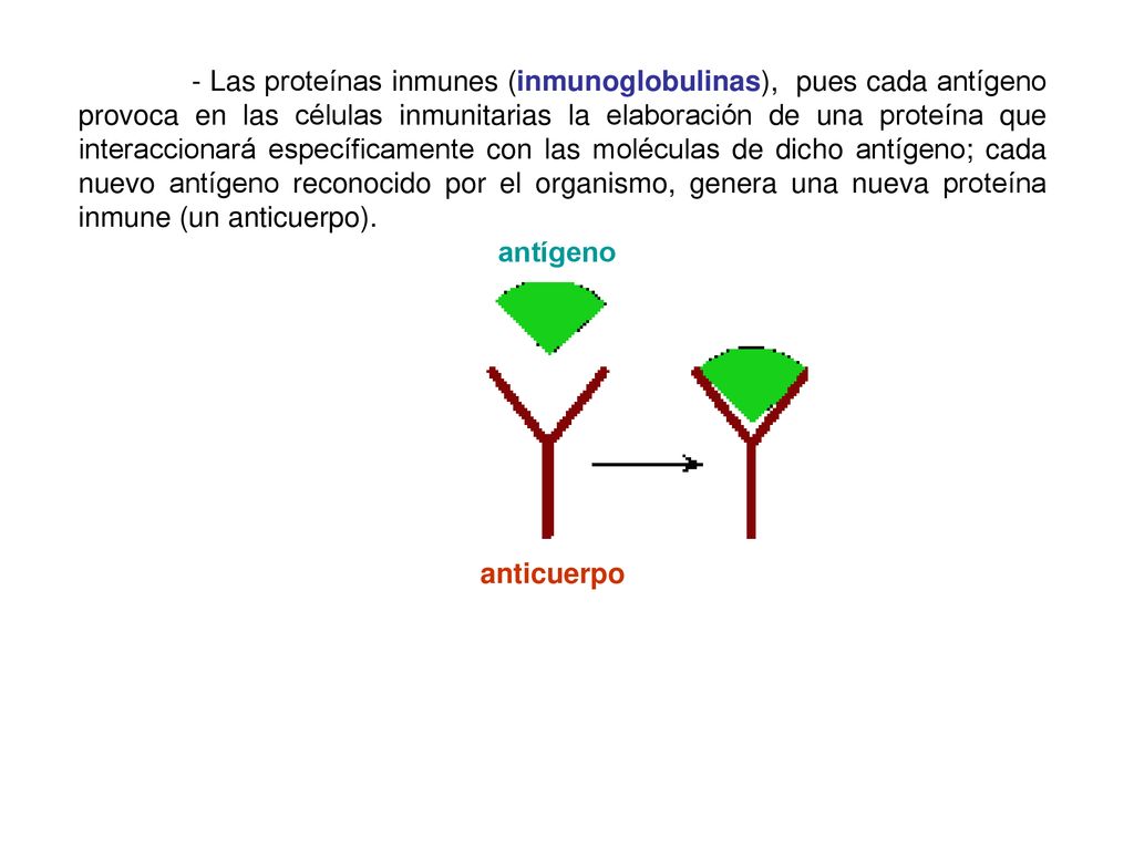 - Las proteínas inmunes (inmunoglobulinas), pues cada antígeno provoca en las células inmunitarias la elaboración de una proteína que interaccionará específicamente con las moléculas de dicho antígeno; cada nuevo antígeno reconocido por el organismo, genera una nueva proteína inmune (un anticuerpo).