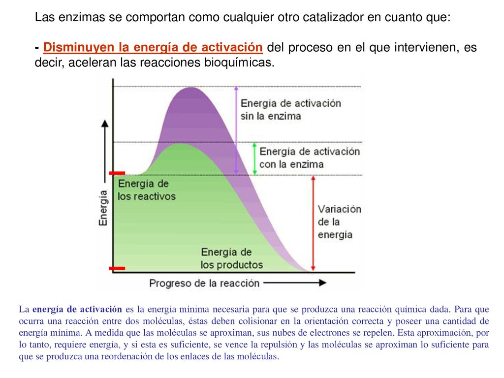 Las enzimas se comportan como cualquier otro catalizador en cuanto que: