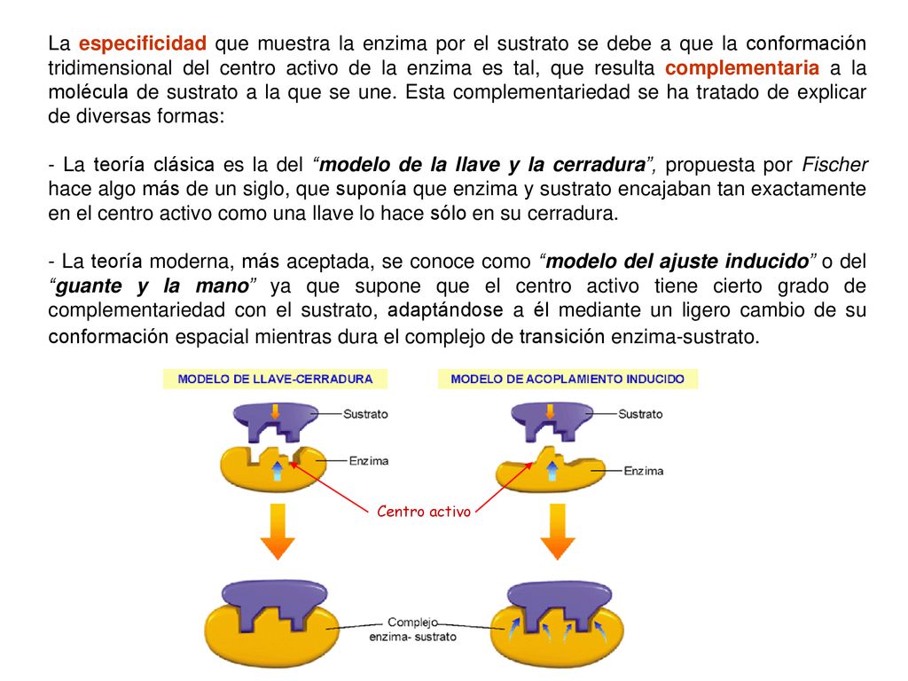La especificidad que muestra la enzima por el sustrato se debe a que la conformación tridimensional del centro activo de la enzima es tal, que resulta complementaria a la molécula de sustrato a la que se une. Esta complementariedad se ha tratado de explicar de diversas formas: