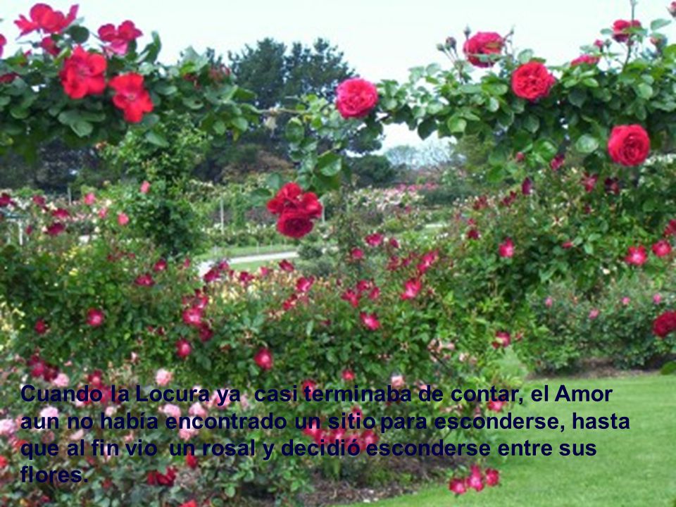 Cuando la Locura ya casi terminaba de contar, el Amor aun no había encontrado un sitio para esconderse, hasta que al fin vio un rosal y decidió esconderse entre sus flores.