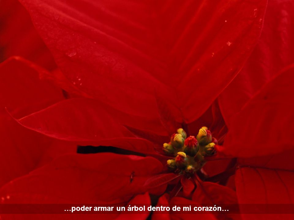 …poder armar un árbol dentro de mi corazón…