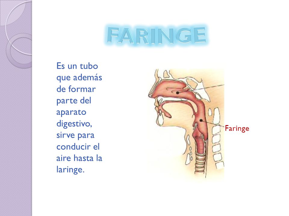 FARINGE Es un tubo que además de formar parte del aparato digestivo, sirve para conducir el aire hasta la laringe.