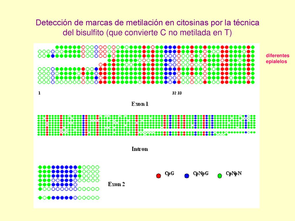 Detección de marcas de metilación en citosinas por la técnica del bisulfito (que convierte C no metilada en T)