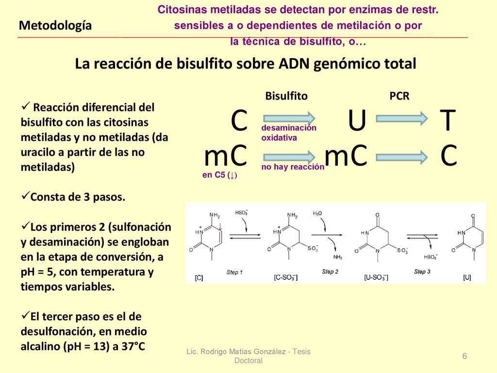 C U T mC La reacción de bisulfito sobre ADN genómico total Metodología