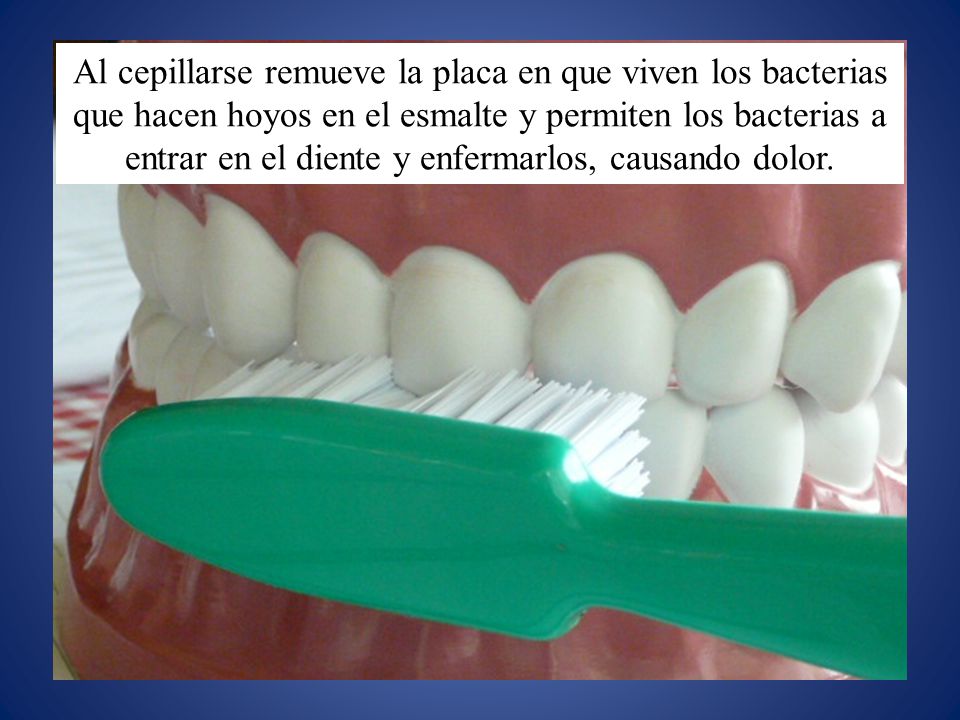 Al cepillarse remueve la placa en que viven los bacterias que hacen hoyos en el esmalte y permiten los bacterias a entrar en el diente y enfermarlos, causando dolor.
