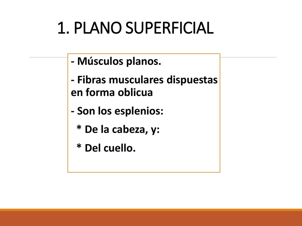1. PLANO SUPERFICIAL - Músculos planos.