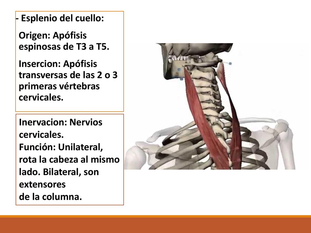 - Esplenio del cuello: Origen: Apófisis espinosas de T3 a T5. Insercion: Apófisis transversas de las 2 o 3 primeras vértebras cervicales.
